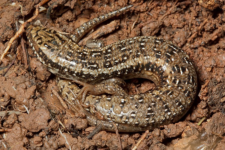 Chalcides ocellatus ??